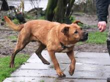 JIMBO, Hund, Mischlingshund in Ungarn - Bild 3