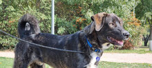 RICHMOND, Hund, Mischlingshund in Bulgarien - Bild 3