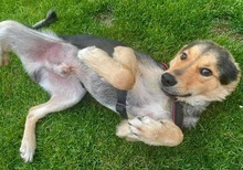 JOKER, Hund, Mischlingshund in Rumänien - Bild 12