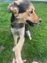 JOKER, Hund, Mischlingshund in Rumänien - Bild 3