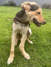 JOKER, Hund, Mischlingshund in Rumänien - Bild 6