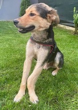 JOKER, Hund, Mischlingshund in Rumänien - Bild 7