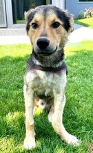 JOKER, Hund, Mischlingshund in Rumänien - Bild 9