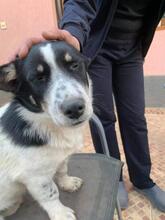 JERRY, Hund, Mischlingshund in Rumänien - Bild 3