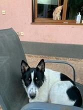 JERRY, Hund, Mischlingshund in Rumänien - Bild 4