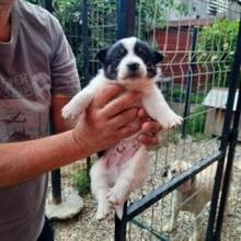 JERRY, Hund, Mischlingshund in Rumänien - Bild 5