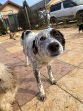 PIRAT, Hund, Mischlingshund in Rumänien - Bild 10
