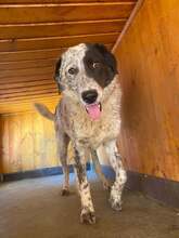 PIRAT, Hund, Mischlingshund in Rumänien - Bild 2