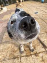 PIRAT, Hund, Mischlingshund in Rumänien - Bild 3