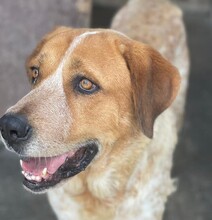 LADY, Hund, Mastinmischling in Spanien - Bild 1