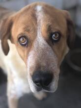 LADY, Hund, Mastinmischling in Spanien - Bild 5