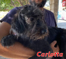 CARLOTTA, Hund, Mischlingshund in Italien - Bild 1