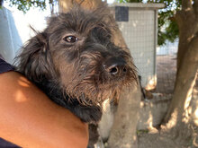 CARLOTTA, Hund, Mischlingshund in Italien - Bild 4