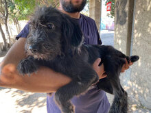 CARLOTTA, Hund, Mischlingshund in Italien - Bild 6