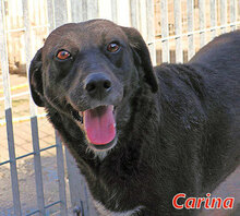 CARINA, Hund, Mischlingshund in Italien - Bild 1
