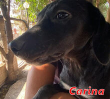 CARINA, Hund, Mischlingshund in Italien - Bild 11