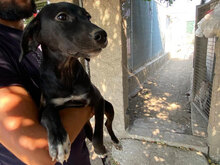 CARINA, Hund, Mischlingshund in Italien - Bild 17