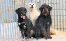CARINA, Hund, Mischlingshund in Italien - Bild 19