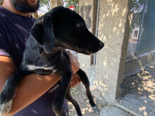 CARINA, Hund, Mischlingshund in Italien - Bild 21