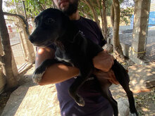 CARINA, Hund, Mischlingshund in Italien - Bild 22