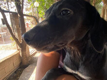 CARINA, Hund, Mischlingshund in Italien - Bild 23