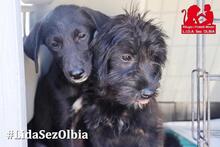 CARINA, Hund, Mischlingshund in Italien - Bild 24
