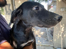 CARINA, Hund, Mischlingshund in Italien - Bild 25