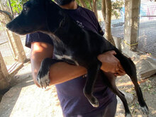 CARINA, Hund, Mischlingshund in Italien - Bild 27