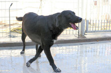 CARINA, Hund, Mischlingshund in Italien - Bild 6