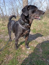 BODRI, Hund, Mischlingshund in Ungarn - Bild 2