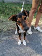 BECKO, Hund, Mischlingshund in Ungarn - Bild 4