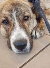 ATTI, Hund, Mischlingshund in Griechenland - Bild 2