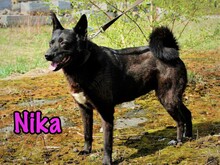 NIKA, Hund, Mischlingshund in Russische Föderation - Bild 1