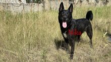 NIKA, Hund, Mischlingshund in Russische Föderation - Bild 2