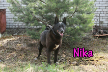 NIKA, Hund, Mischlingshund in Russische Föderation - Bild 3