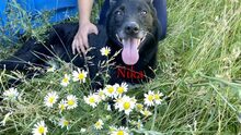 NIKA, Hund, Mischlingshund in Russische Föderation - Bild 5