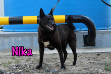 NIKA, Hund, Mischlingshund in Russische Föderation - Bild 7