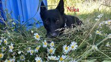 NIKA, Hund, Mischlingshund in Russische Föderation - Bild 8