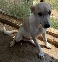 PIPPO, Hund, Mischlingshund in Griechenland - Bild 10