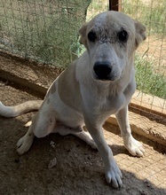 PIPPO, Hund, Mischlingshund in Griechenland - Bild 11