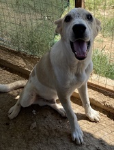 PIPPO, Hund, Mischlingshund in Griechenland - Bild 12