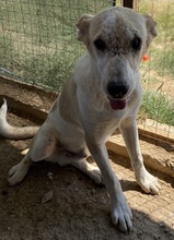 PIPPO, Hund, Mischlingshund in Griechenland - Bild 15