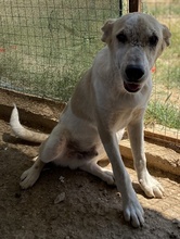 PIPPO, Hund, Mischlingshund in Griechenland - Bild 16