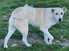 PIPPO, Hund, Mischlingshund in Griechenland - Bild 18