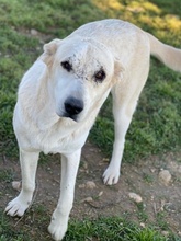 PIPPO, Hund, Mischlingshund in Griechenland - Bild 19