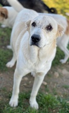 PIPPO, Hund, Mischlingshund in Griechenland - Bild 20