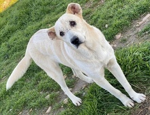PIPPO, Hund, Mischlingshund in Griechenland - Bild 24