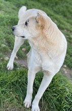 PIPPO, Hund, Mischlingshund in Griechenland - Bild 25
