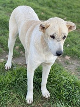 PIPPO, Hund, Mischlingshund in Griechenland - Bild 26