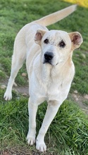 PIPPO, Hund, Mischlingshund in Griechenland - Bild 27
